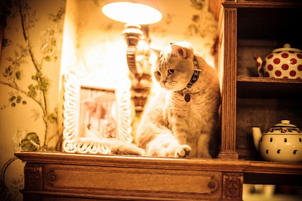 Включи коте ресторан. Мариванна ресторан кот. Мариванна ресторан Москва кот. Мариванна ресторан Москва кот Веня. Кот из ресторана Мариванна.