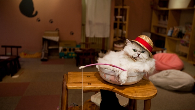 Коты правят миром: в Риге открывается первое «кошачье» кафе